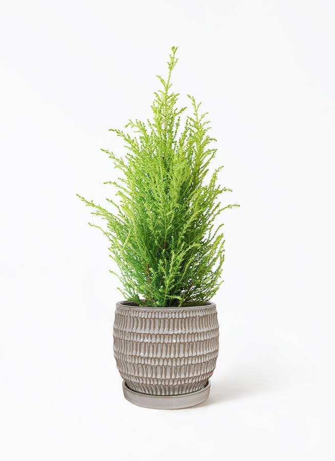 ゴールドクレスト 4号 | 観葉植物通販HitoHana(ひとはな)