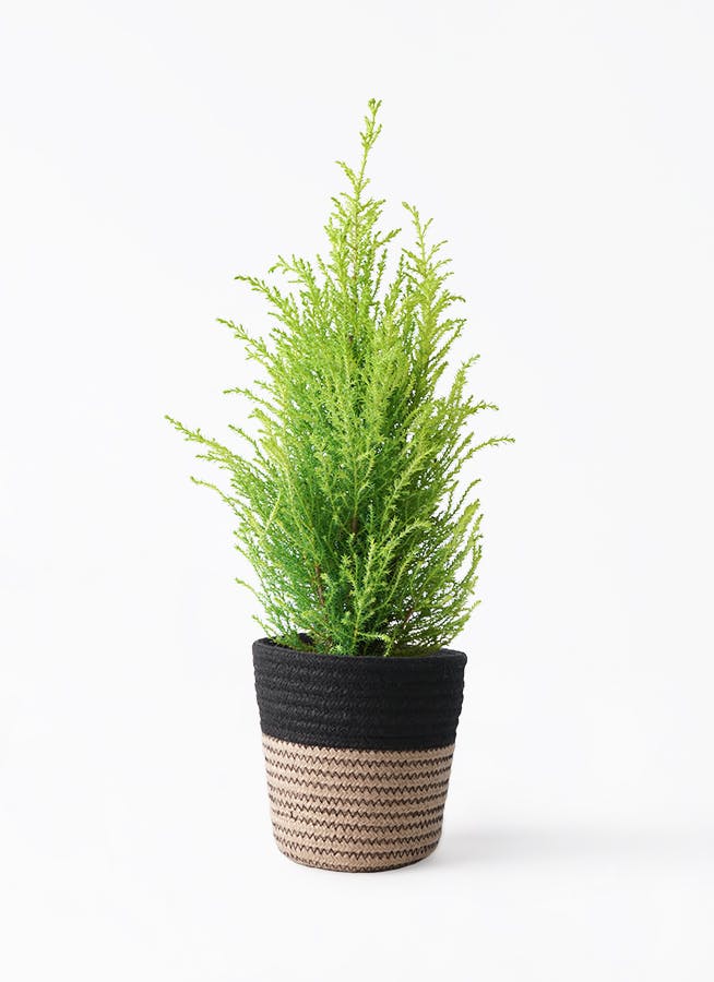 ゴールドクレスト | 観葉植物通販HitoHana(ひとはな)
