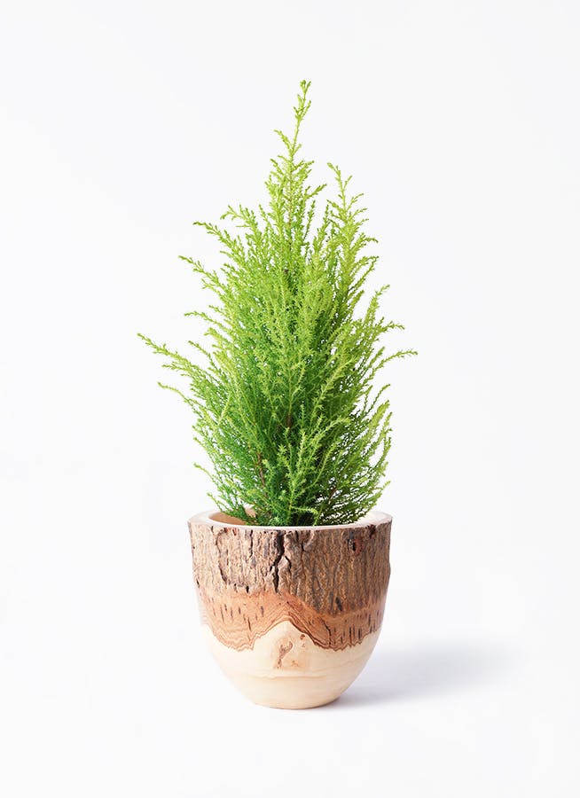 ゴールドクレスト 4号 | 観葉植物通販HitoHana(ひとはな)