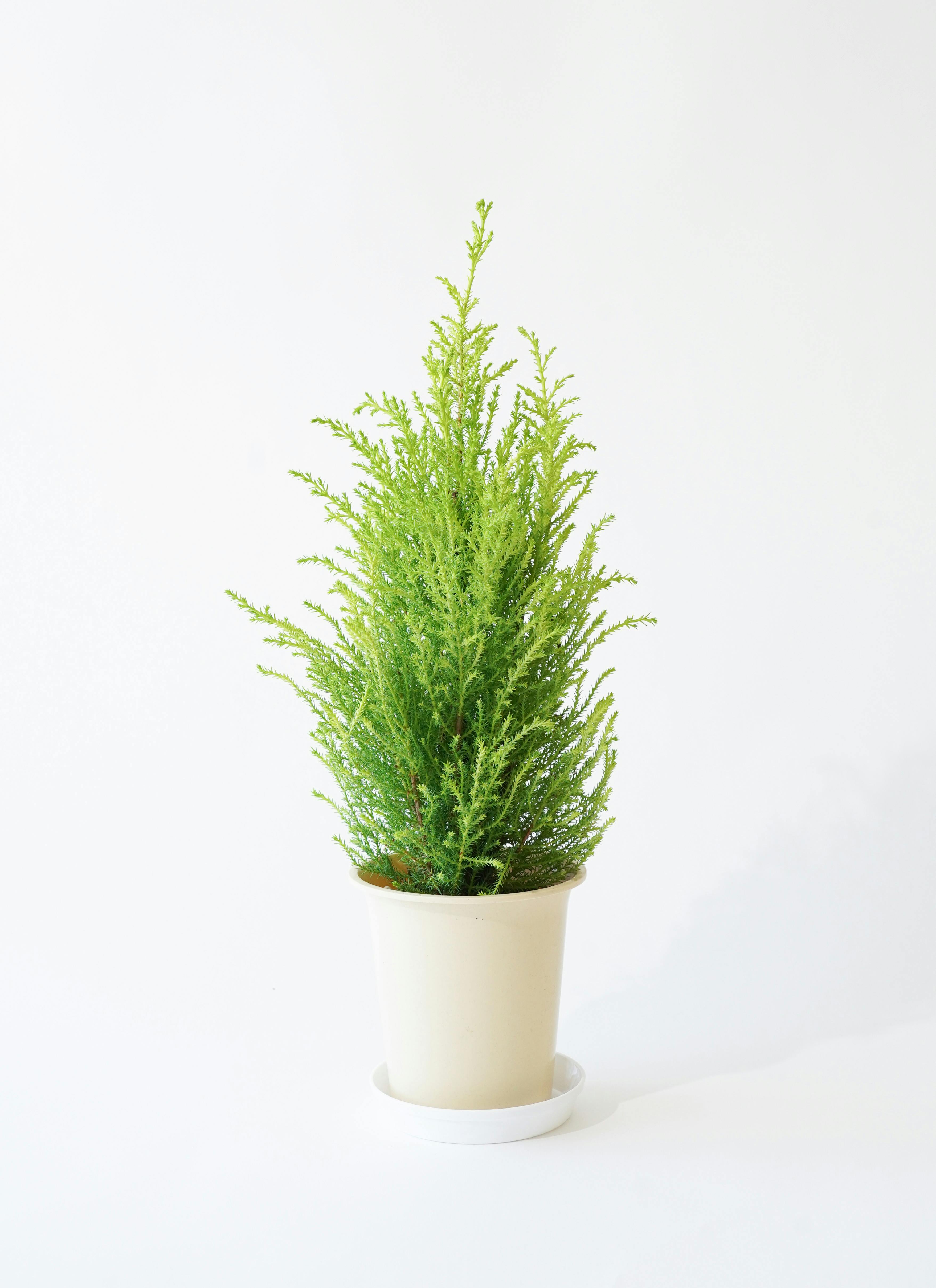 ゴールドクレスト 4号 | 観葉植物通販HitoHana(ひとはな)
