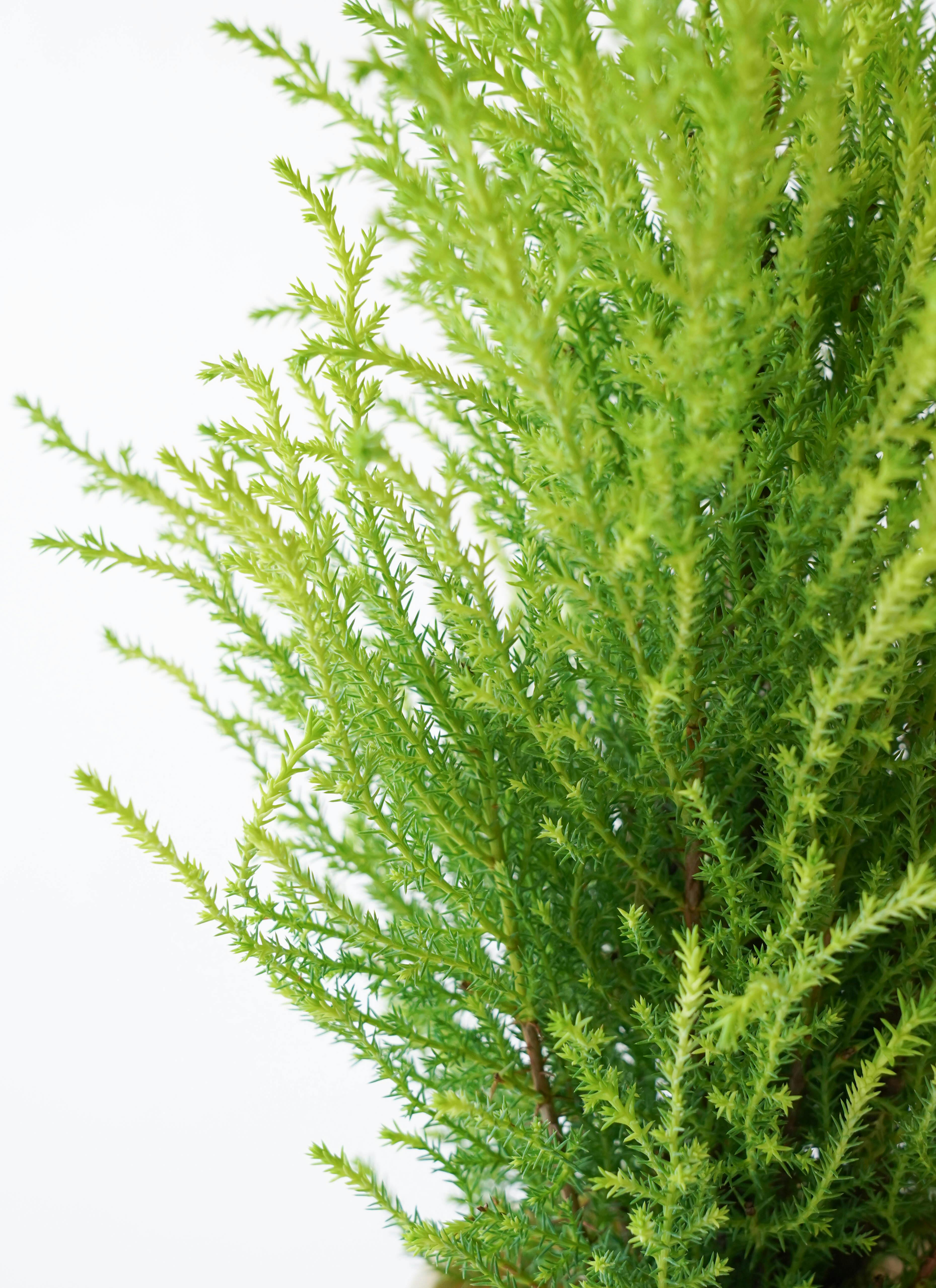 観葉植物 ゴールドクレスト 4号 ウィルマ プラスチック鉢 | 観葉植物