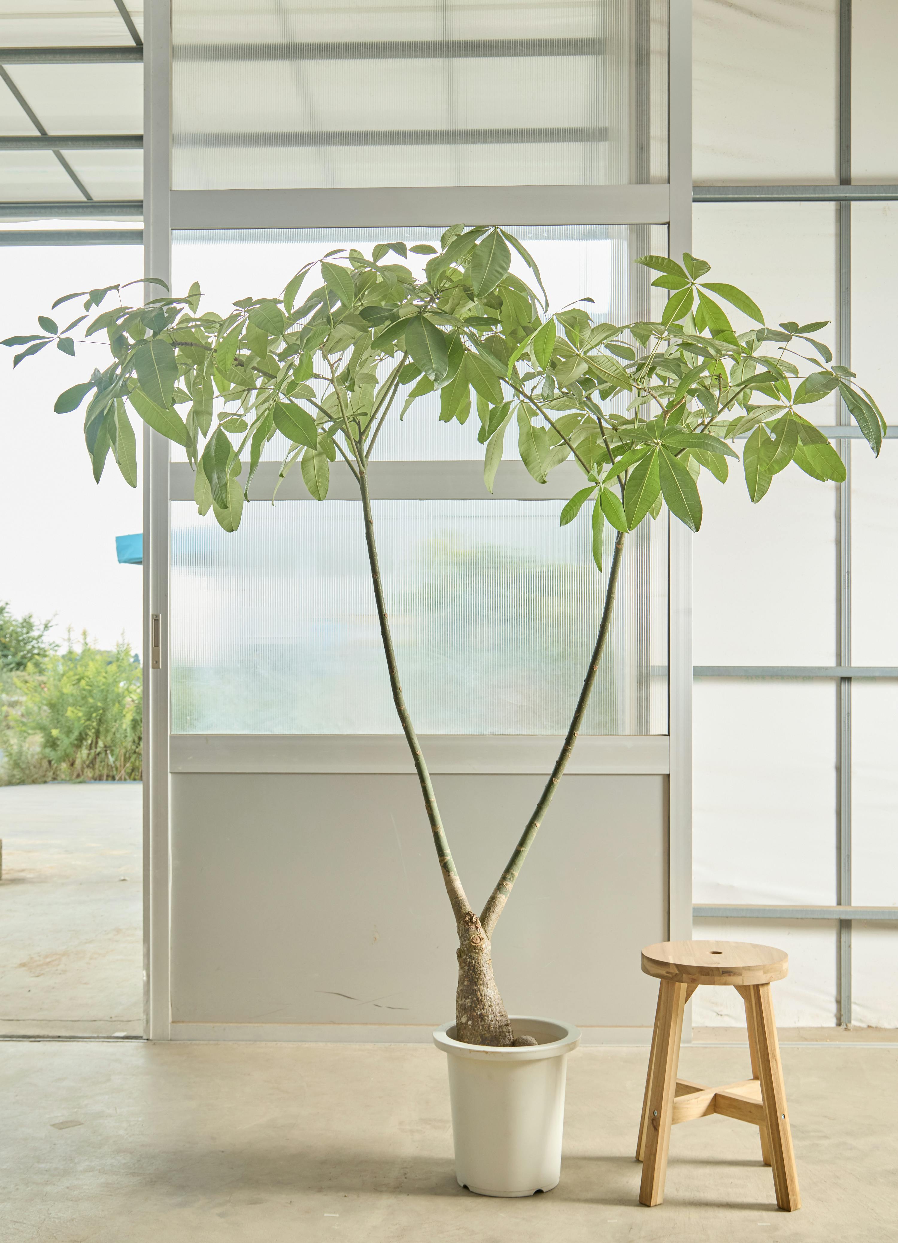 大型の観葉植物 | 通販専門店 HitoHana（ひとはな）