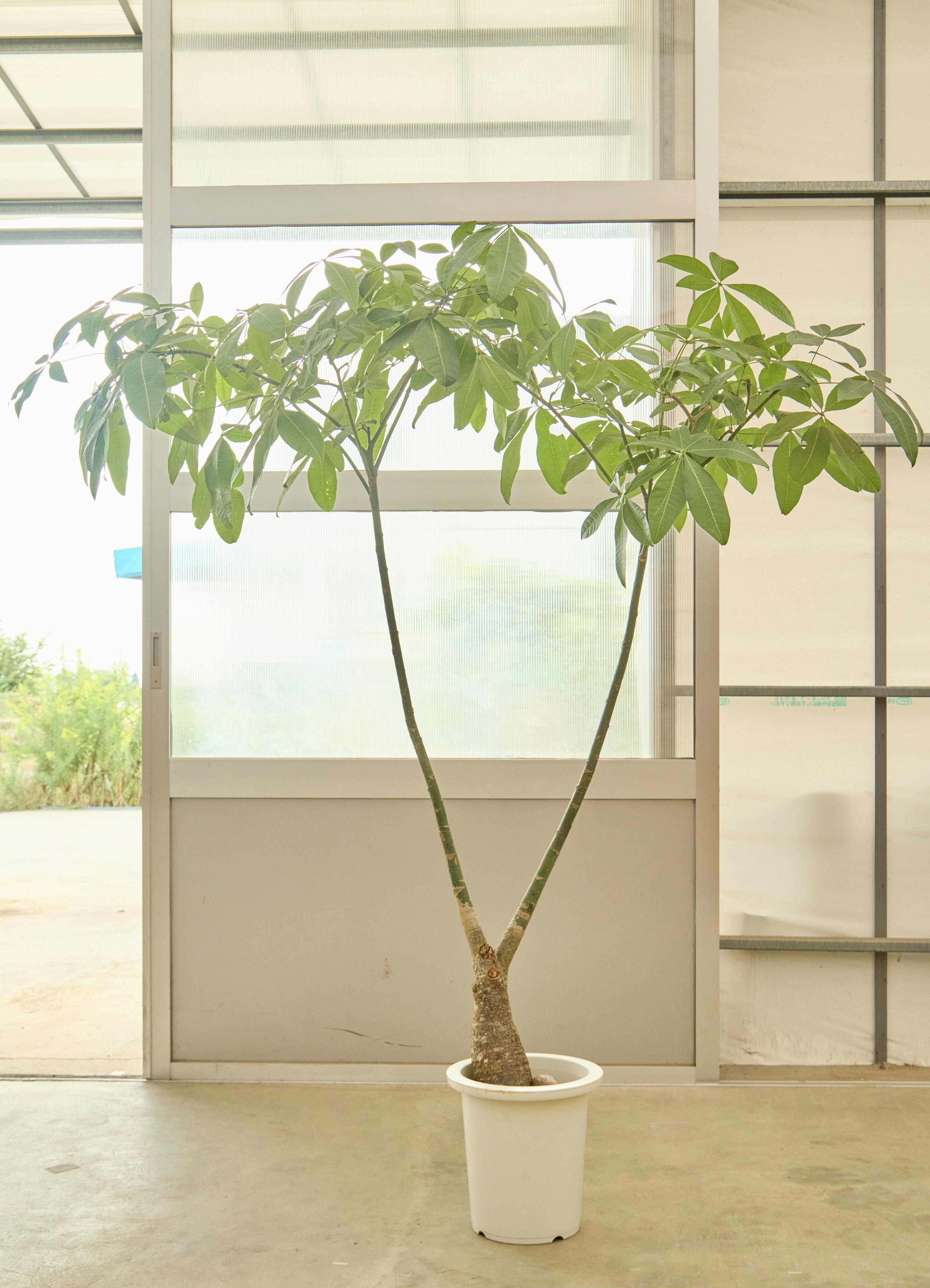 パキラ・パラソル仕立て１｜存在感抜群のインテリアグリーン｜無機質用土 観葉植物 パキラ【190cm】9号 パラソル プラスチック鉢 #68660 ※1都3県