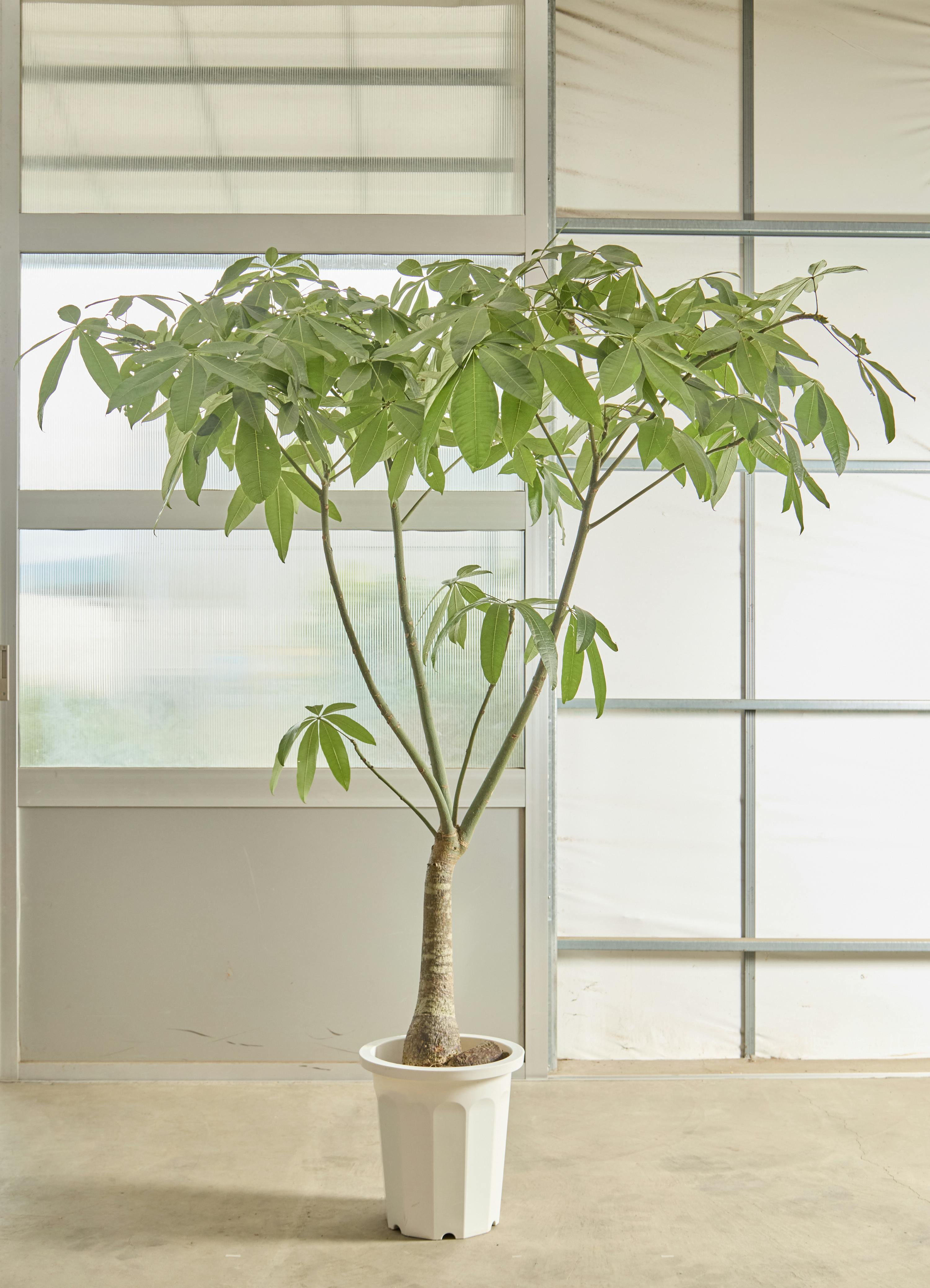 京都での手渡しのみ　パキラ10号　約190cm　現品販売　近畿はお届けも可能 京都での手渡しのみ パキラ10号 約190cm 現品販売 近畿はお届けも