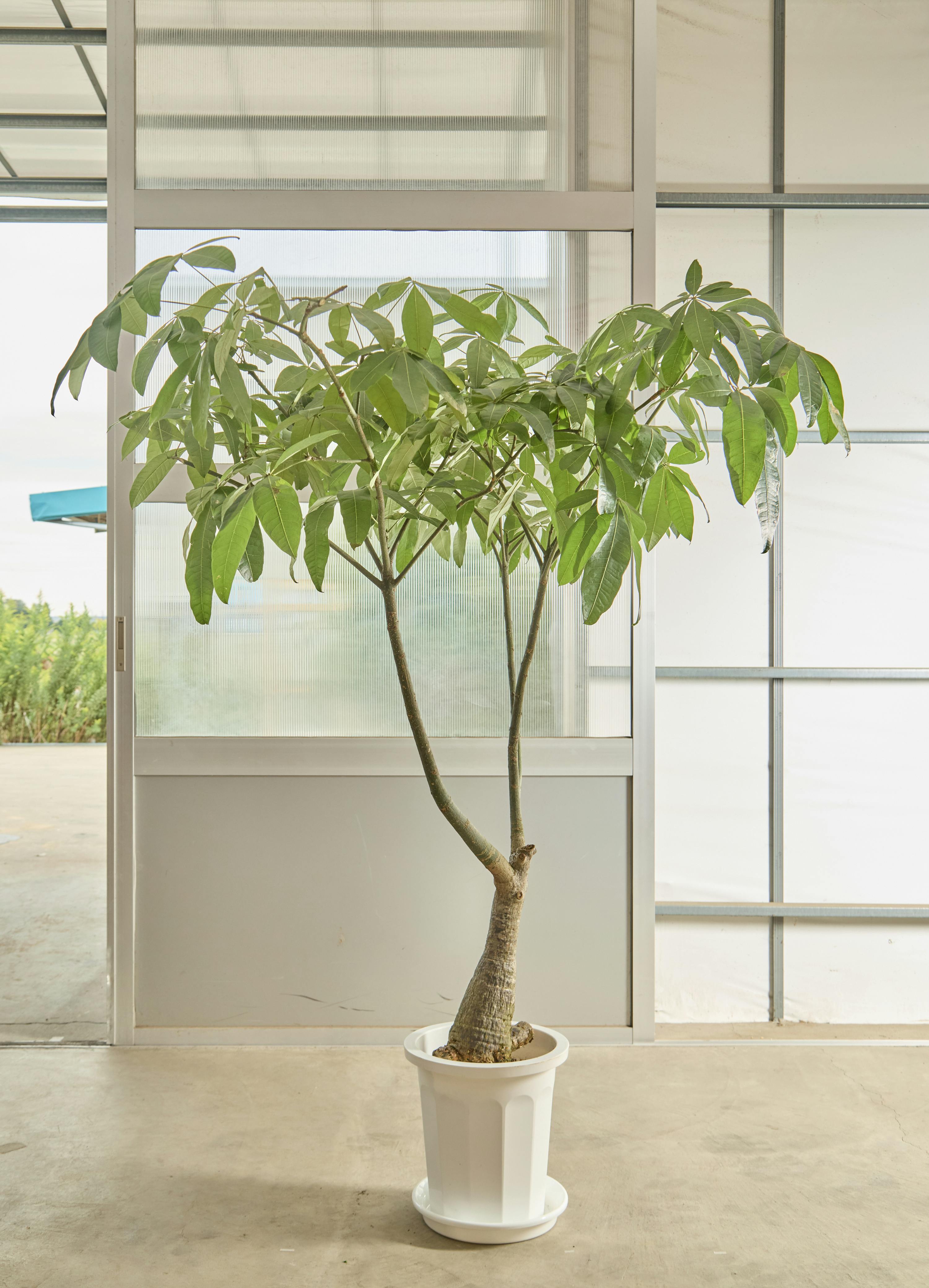 パキラ 観葉植物 緑の葉 白い鉢　福岡引き渡し限定 パキラ 観葉植物 緑の葉 白い鉢 福岡引き渡し限定