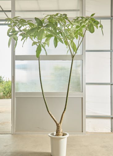 観葉植物 パキラ 5号 朴 エドラ B 付き | 観葉植物ならHitoHana(ひとはな)