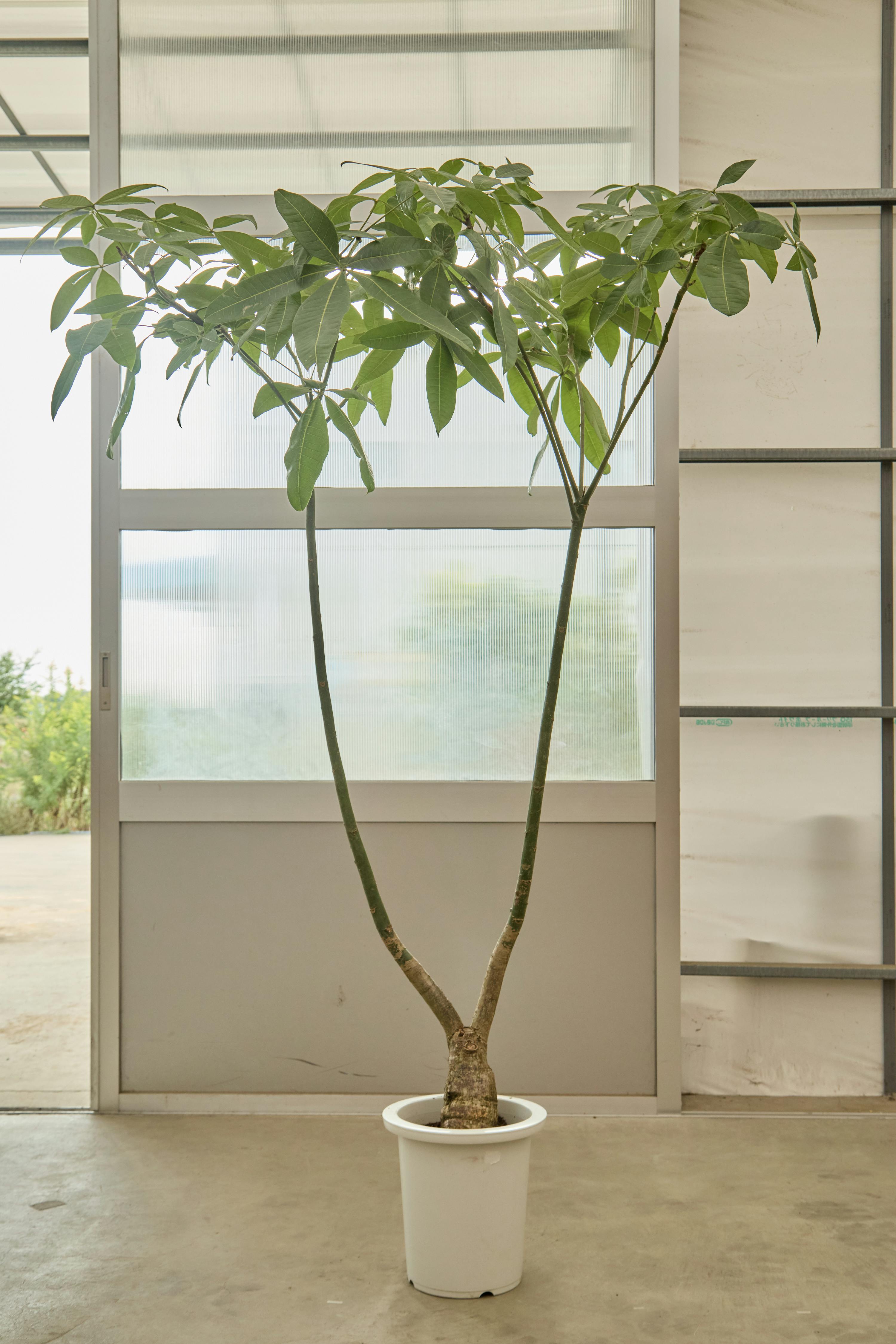 観葉植物 パキラ【200cm】9号 パラソルプラスチック鉢 #68663 ※1都3県