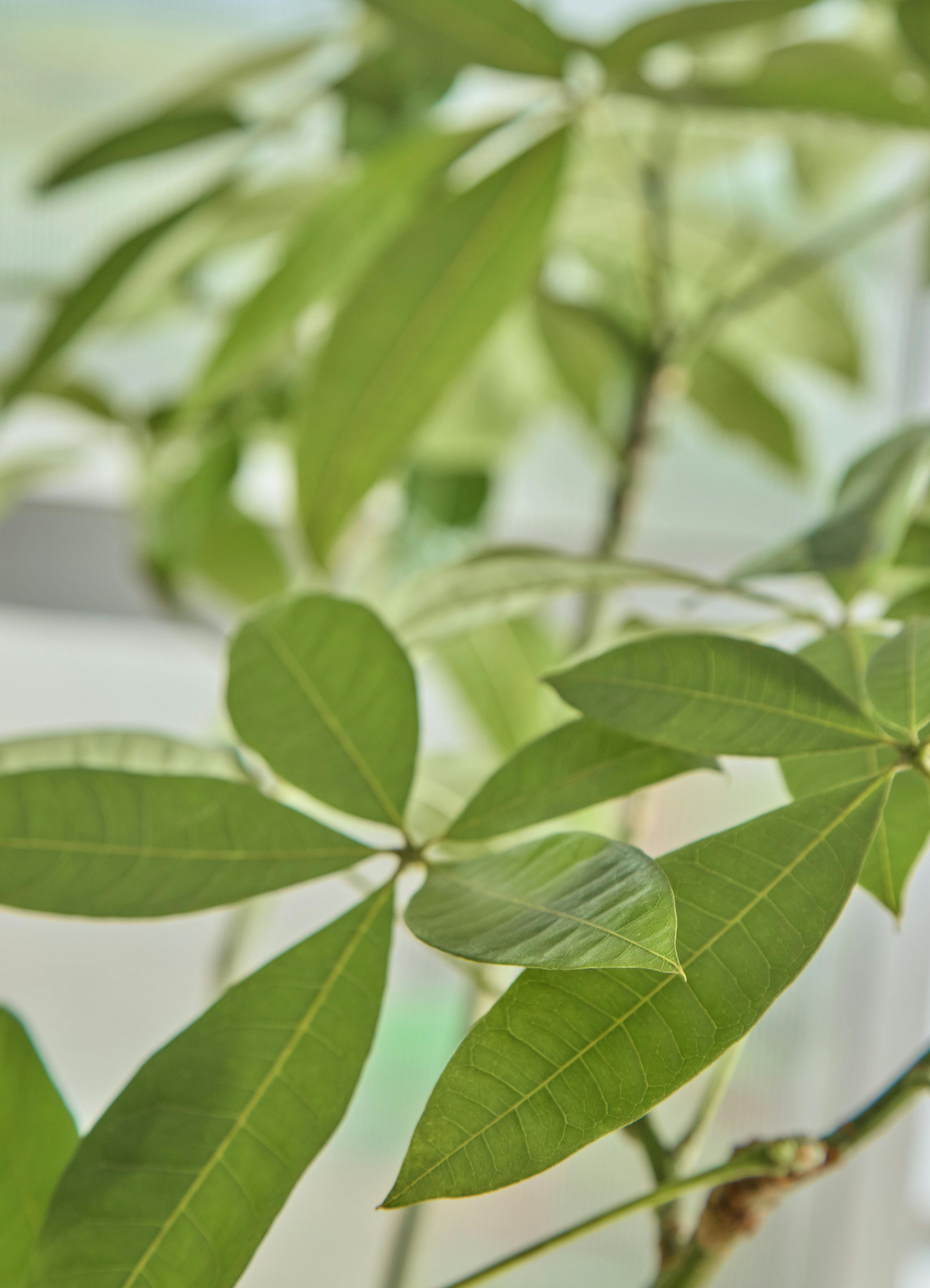 観葉植物 パキラ【200cm】9号 パラソルプラスチック鉢 #68663 ※1都3県
