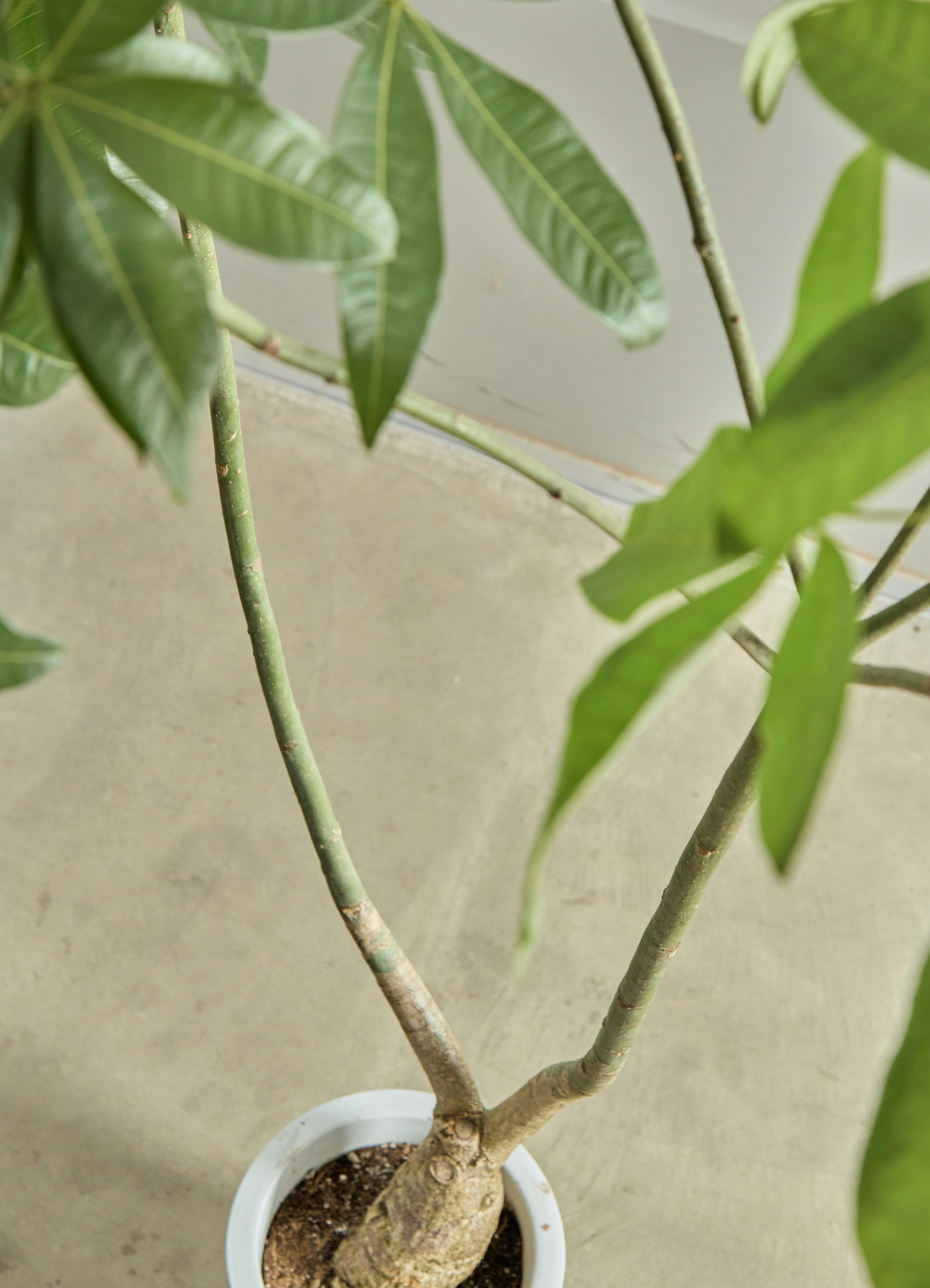 観葉植物 パキラ【200cm】9号 パラソルプラスチック鉢 #68663 ※1都3県