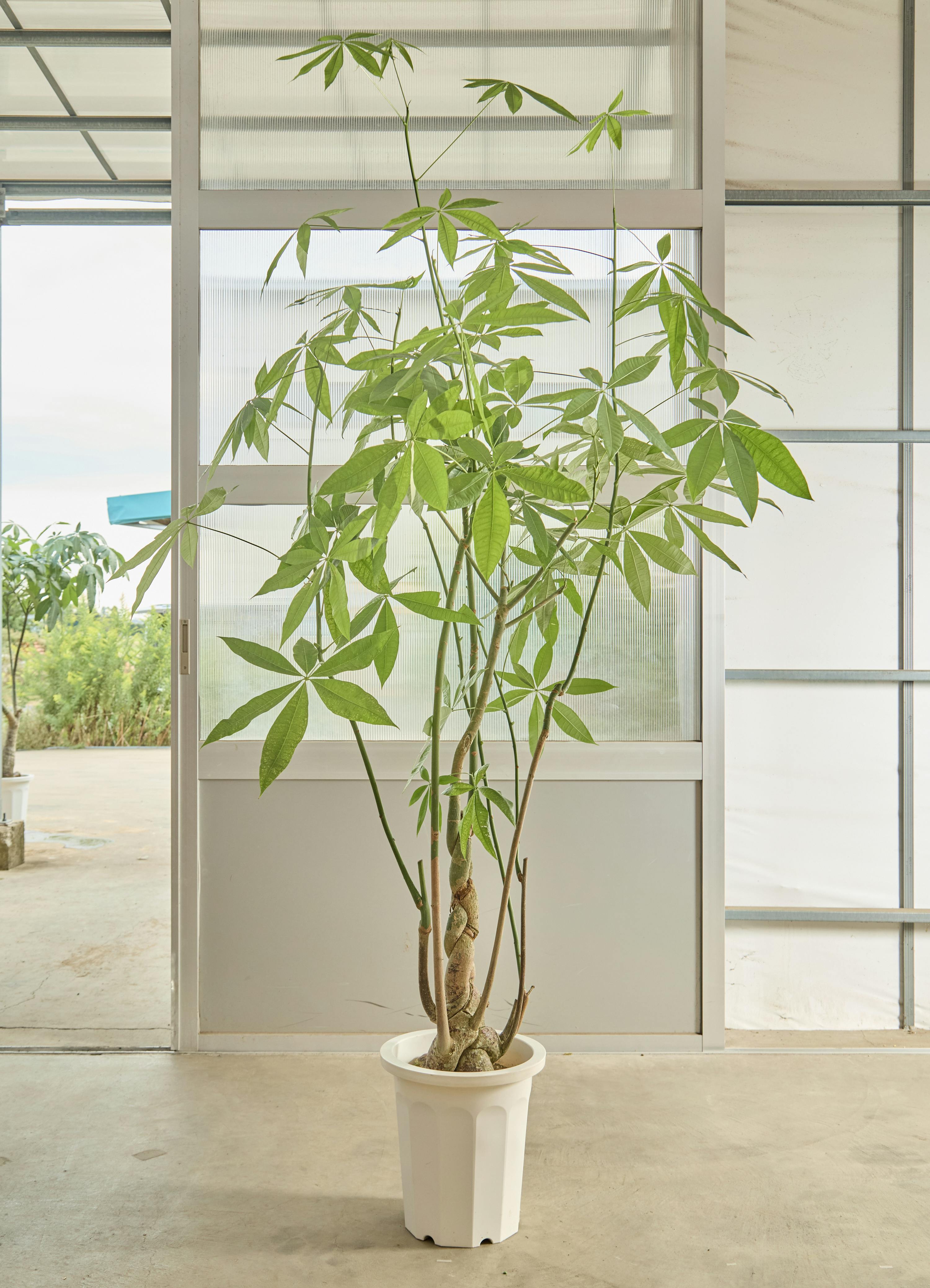 ●光の園 (2345A100-58) パキラリーフツリー 72 送料無料 95107 送料無料 ポピー 観葉植物 パキラミルキーウェイツリー フェイク