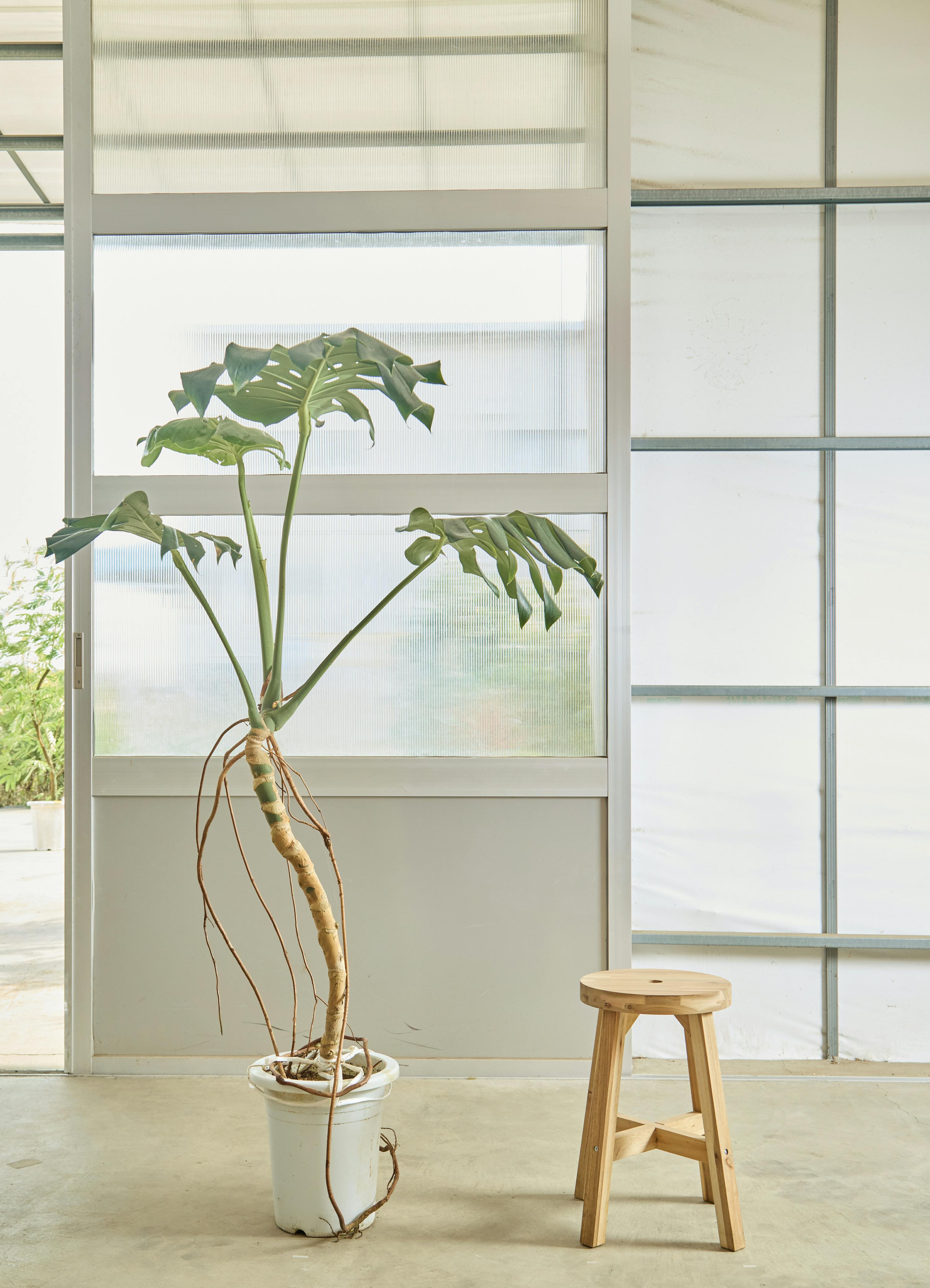 モンステラ 根あがり | 観葉植物通販 Hitohana（ひとはな）