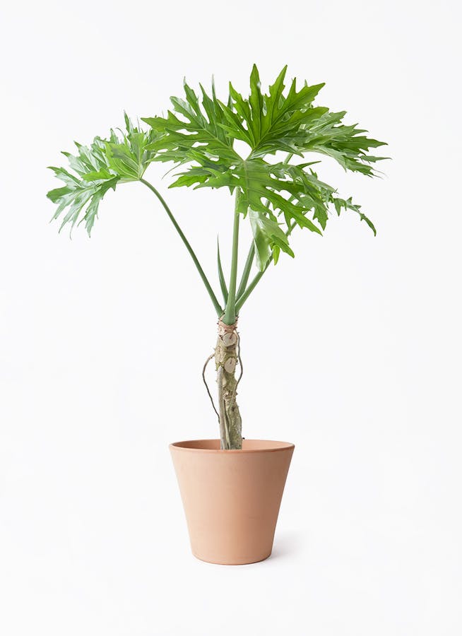 観葉植物 ユーカリ 7号 グニー エトナ アリーナ 付き | 観葉植物