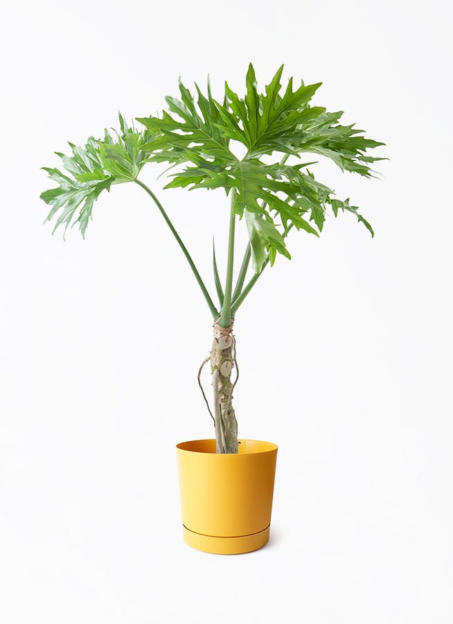 その他観葉植物 user_1242a77b 観葉植物 マングーカズラ 10号 木柱 Eco Stone（エコストーン