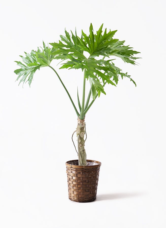 観葉植物 モンステラ 7号 根あがり 竹バスケット 付き | 観葉