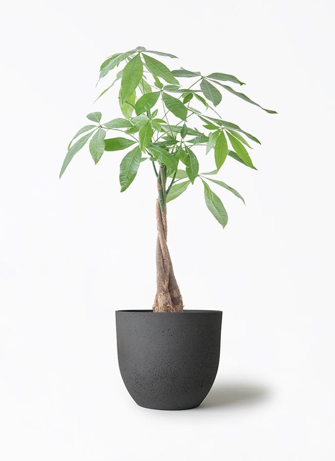 観葉植物 オリーブの木 5号 インティ M 濃グレイ 付き | 観葉植物なら