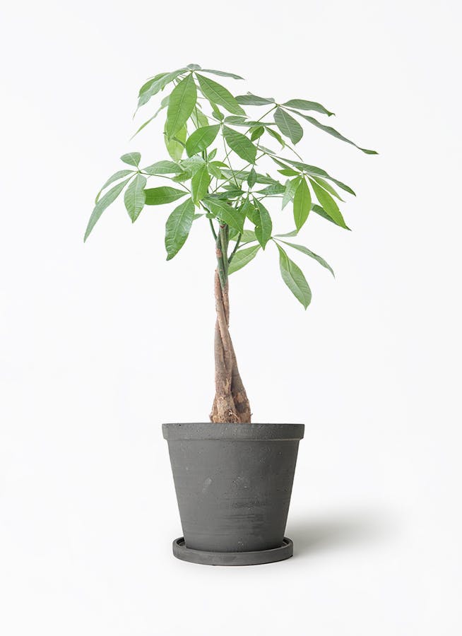 観葉植物 フィカス ウンベラータ 5号 曲り ストーンウェア セラミック