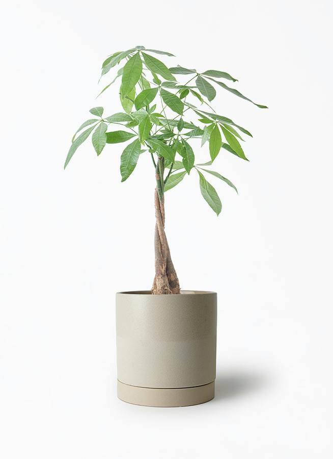観葉植物 オリーブの木 5号 エドラ B 付き | 観葉植物ならHitoHana