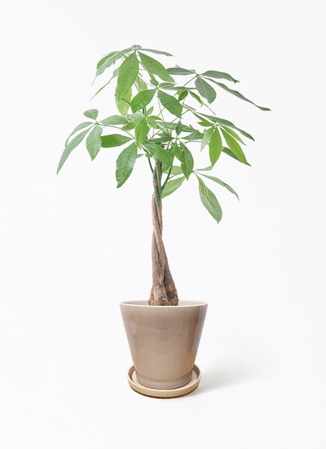 観葉植物 コルディリネ レッドスター 5号 ベラ ピンクパープル 付き