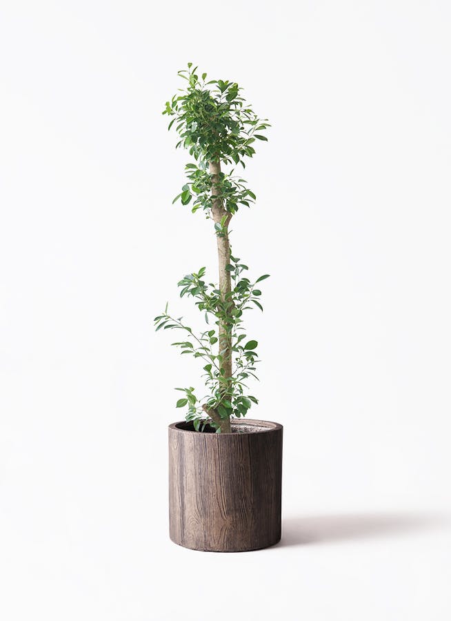 ガジュマル　10号約120cm 現品 ガジュマル 10号 | 観葉植物 | 送料無料でお届け - Hitohana