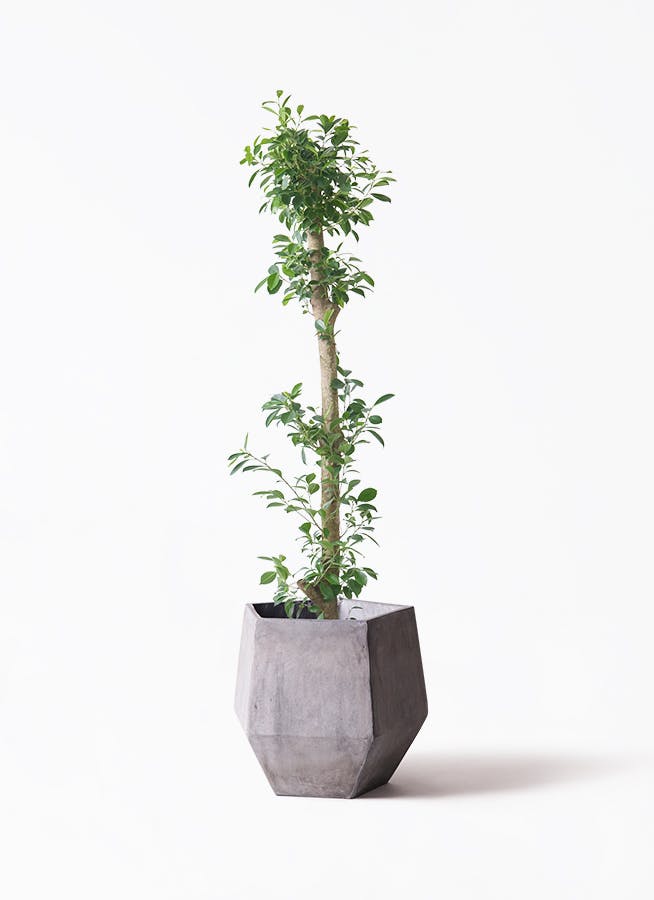 ガジュマル　10号約120cm 現品 ガジュマル 10号約120cm 現品 ガジュマル 10号」の人気商品一覧