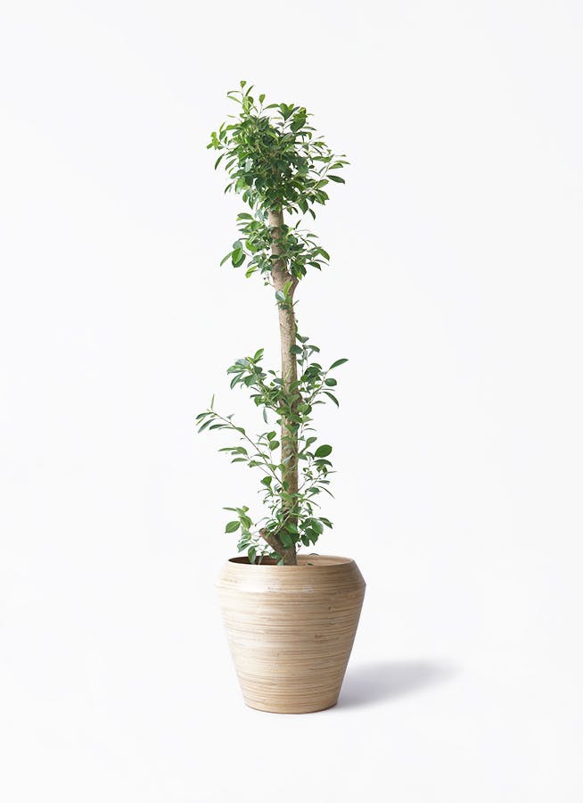 ガジュマル　10号約120cm 現品 ガジュマル 10号約120cm 現品 ガジュマル 10号」の人気商品一覧