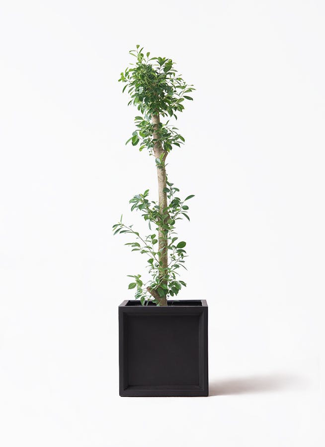 ガジュマル　10号約120cm 現品 ガジュマル 10号 | 観葉植物 | 送料無料でお届け - Hitohana