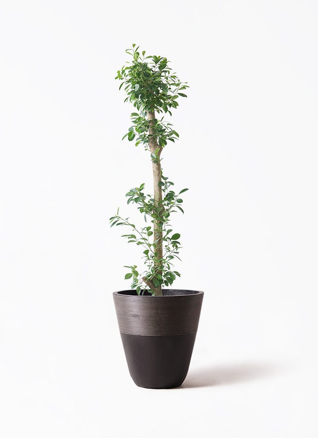 観葉植物 オリーブの木 10号 ミッション ジュピター 黒 付き