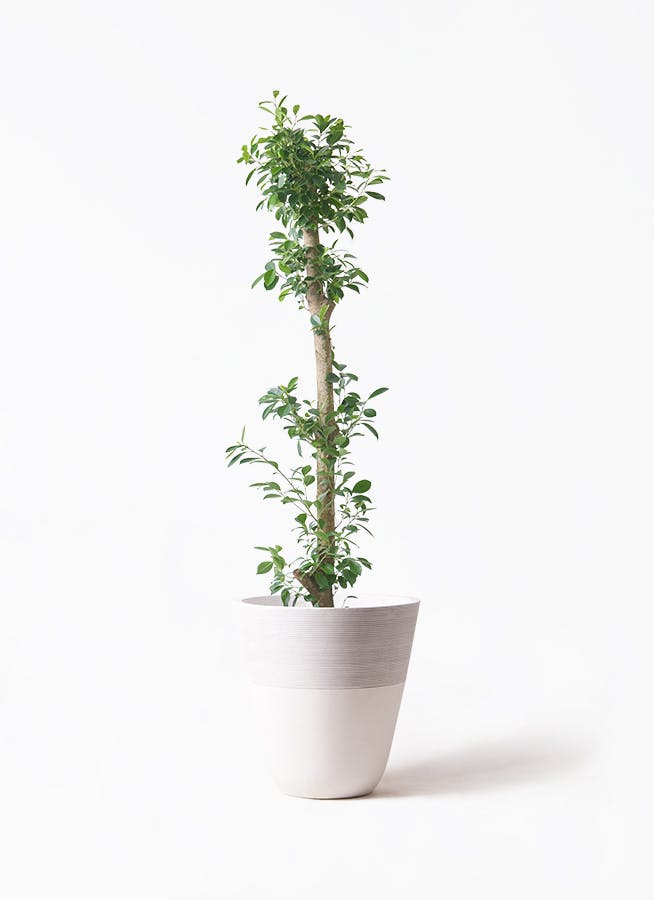 パンダガジュマル　10号サイズ パンダガジュマル 10号鉢植え の通販 | 園芸ネット