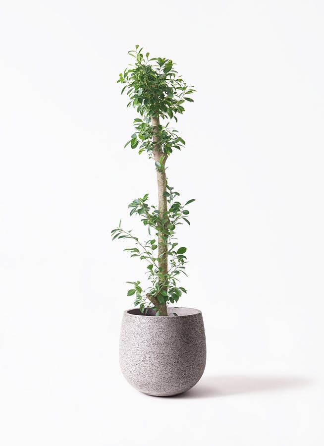 ガジュマル　10号約120cm 現品 ガジュマル 10号 | 観葉植物 | 送料無料でお届け - Hitohana