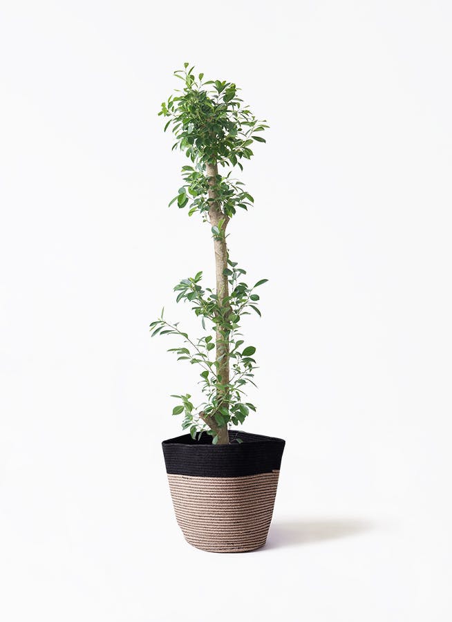 観葉植物 トックリヤシ 10号 リブバスケットNatural and Black