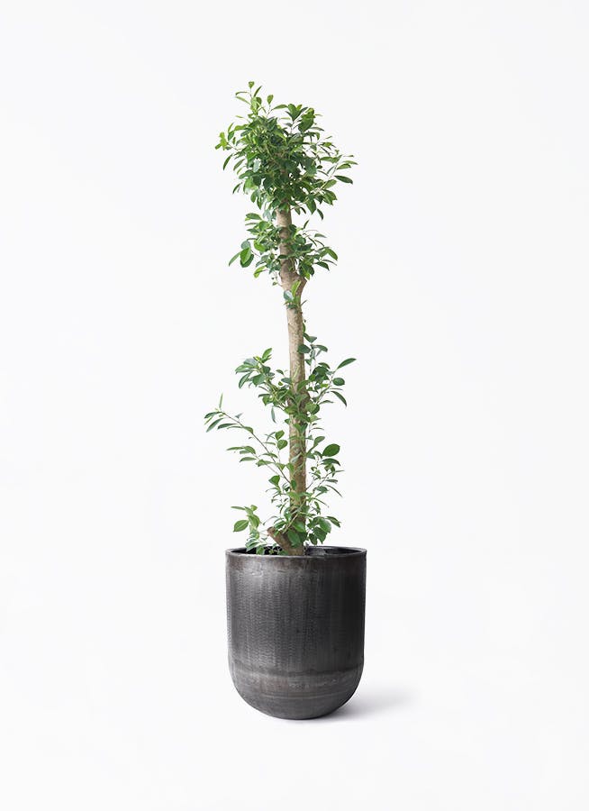 ガジュマルを価格(値段別)に選ぶ | HitoHana（ひとはな）