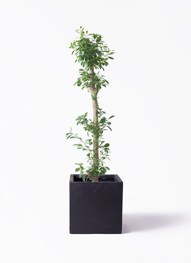 ガジュマル 10号 | 観葉植物 | 送料無料でお届け - Hitohana（ひとはな）