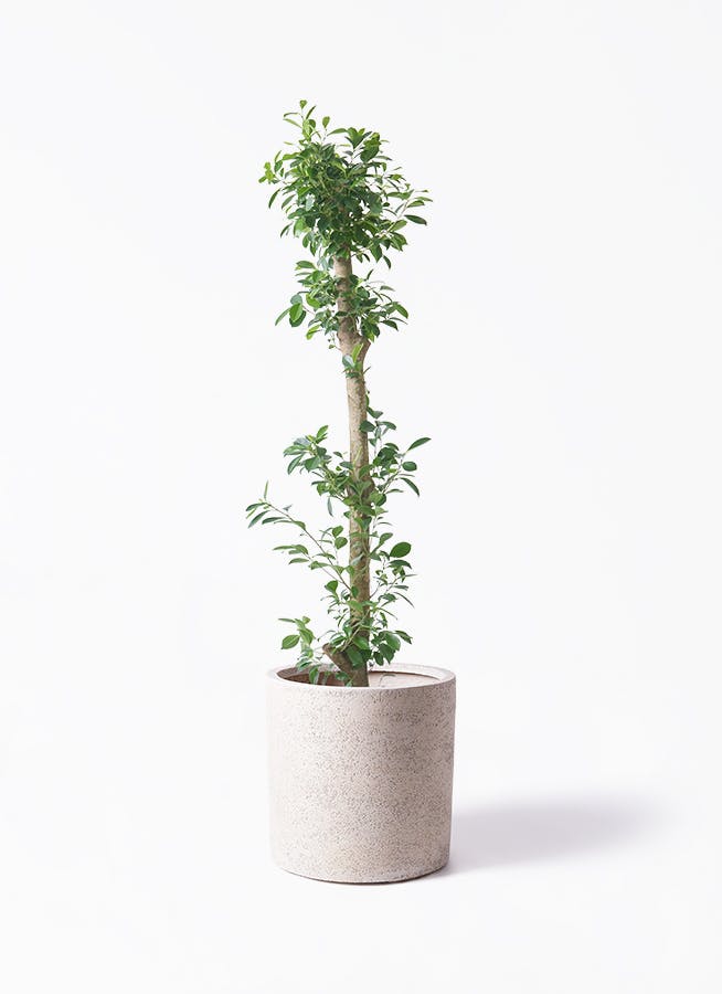 n*o様 元祖⬛︎ 白玉 ガジュマル ⬛︎挿し木用 n*o様 元祖⬛︎ 白玉 ガジュマル ⬛︎挿し木用 Y*e様 元祖