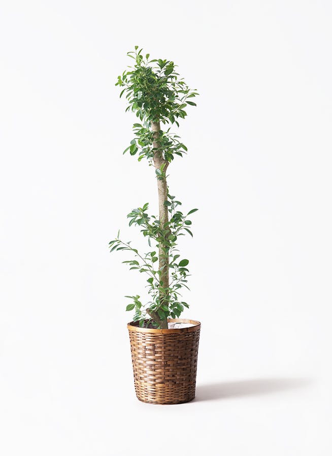 観葉植物 オリーブの木 10号 レッチーノ 竹バスケット 付き