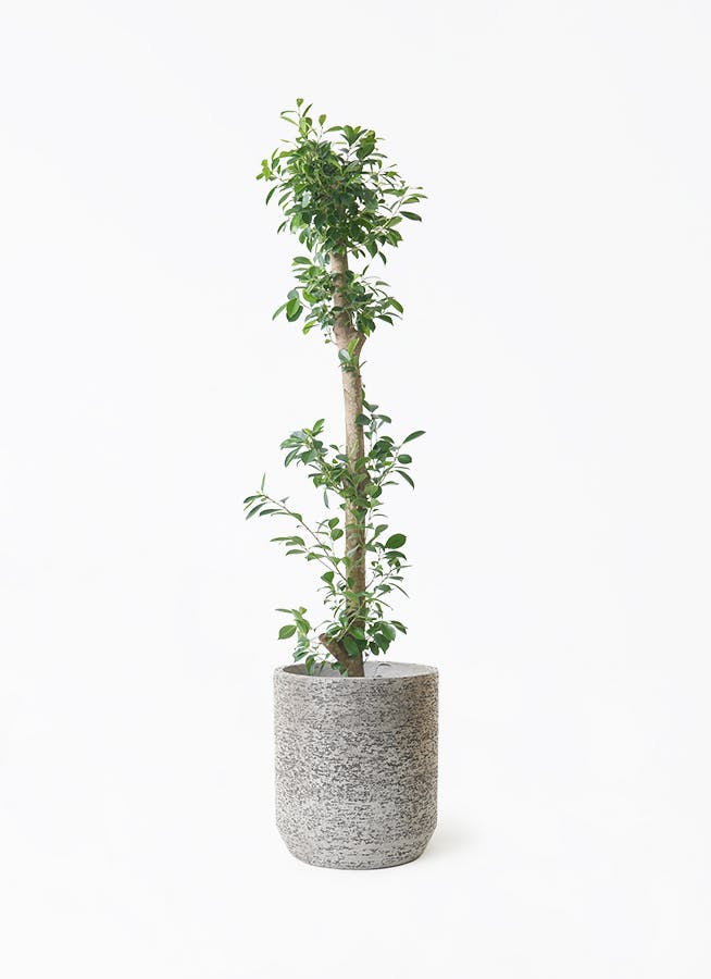 ガジュマルさま専用ページ ガジュマル 10号 | 観葉植物 | 送料無料でお届け - Hitohana（ひとはな）