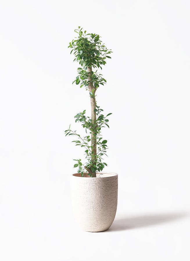 ガジュマル　10号約120cm 現品 ガジュマル 10号 | 観葉植物 | 送料無料でお届け - Hitohana（ひとはな）