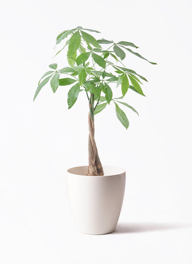 観葉植物 パキラ 5号 ねじり ラスターポット 付き | 観葉植物なら