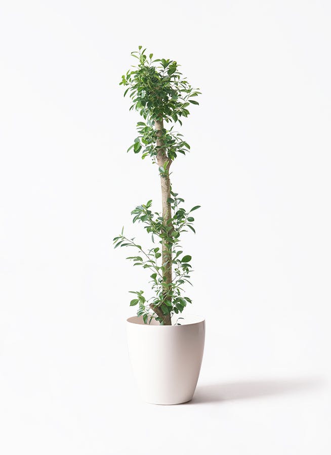 n*o様 元祖⬛︎ 白玉 ガジュマル ⬛︎挿し木用 n*o様 元祖⬛︎ 白玉 ガジュマル ⬛︎挿し木用 独特の樹形が