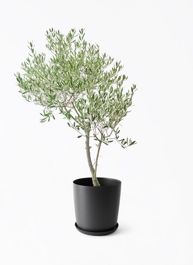 オリーブの木 創樹 オリーミー | 観葉植物の通販ならHitoHana（ひとはな）