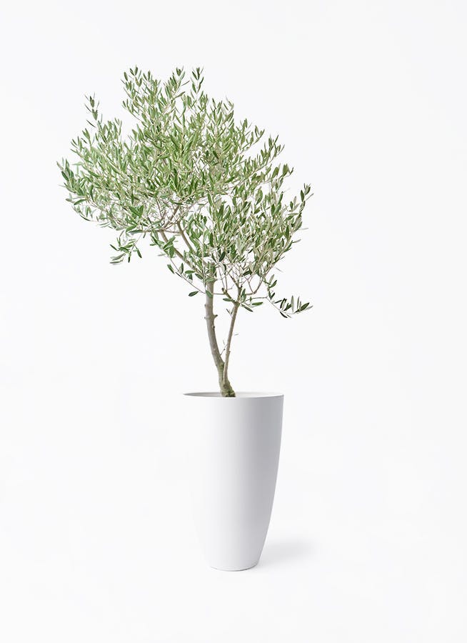 オリーブの木　植木　観葉植物 観葉植物 オリーブの木 8号 コレッジョラ フォレスト トール ホワイト