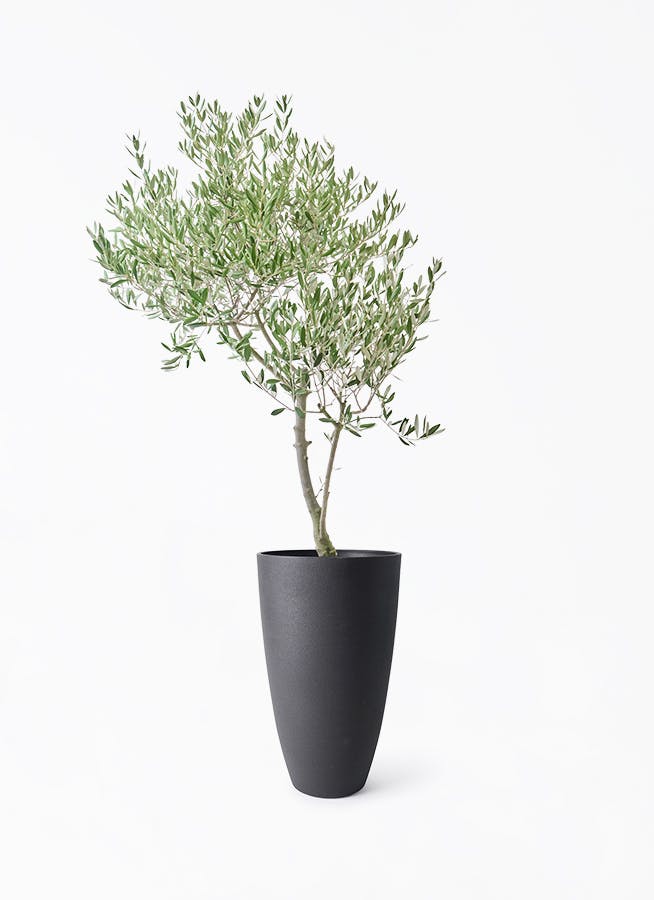 オリーブの木 創樹 オリーミー | 観葉植物の通販ならHitoHana（ひとはな）