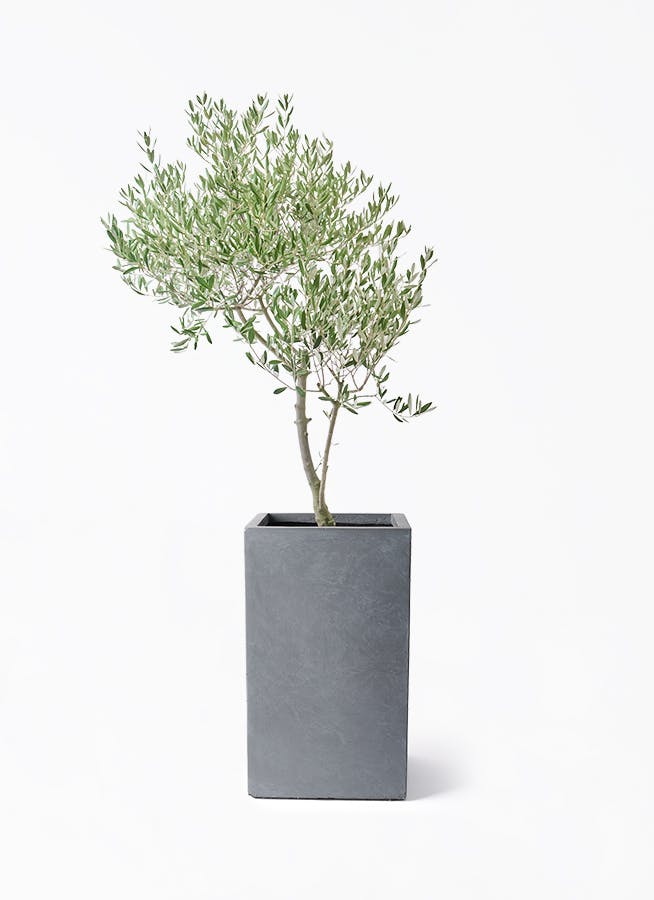 オリーブの木 個性あふれる１点もの　薄型　 大胆な姿に惚れ惚れ　約48cm オリーブの木 個性あふれる1点もの 薄型 大胆な姿に惚れ惚れ 約48cm