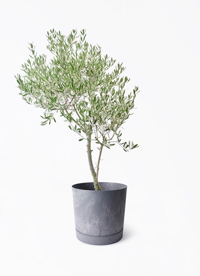 8号サイズの観葉植物 | 通販専門店 HitoHana（ひとはな）