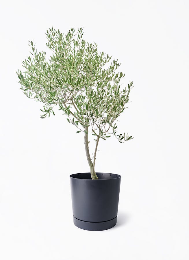 8号サイズの観葉植物 | 通販専門店 HitoHana（ひとはな）