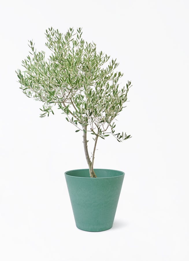 オリーブの木 創樹 | 観葉植物通販HitoHana(ひとはな)