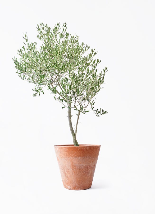 観葉植物 オリーブの木 8号 コレッジョラ アートストーン ラウンド