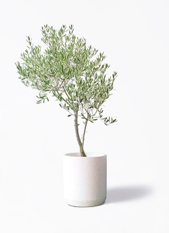 観葉植物 オリーブの木 8号 バロウニ Eco Stone (エコストーン