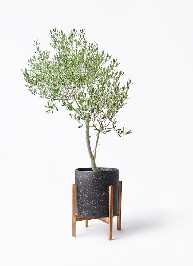 コンシンネ　トリカラー　140㌢ concinna-ryu-250_1.jpg?1762412680