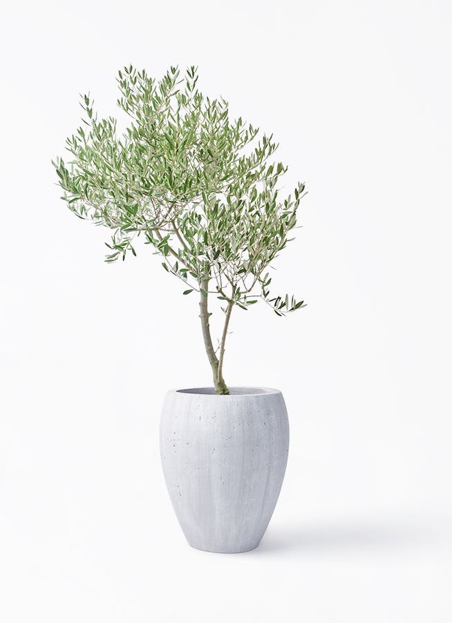 観葉植物 オリーブの木 8号 ピクアル コーテス ジャー ホワイト