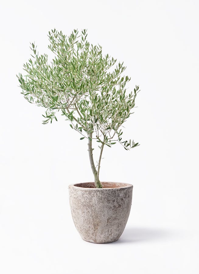 オリーブの木 オリーブの木 8号 | 観葉植物 | 送料無料でお届け - Hitohana（ひとはな）